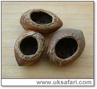 Dormouse Nuts - Photo  Copyright 2004 Gary Bradley