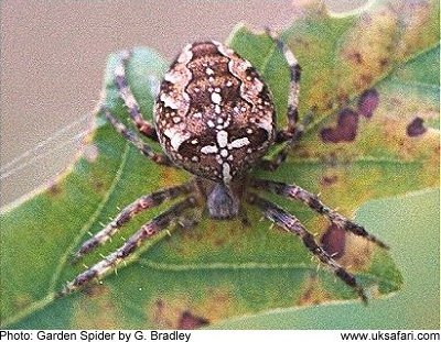 Garden Spider