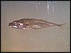 Stickleback