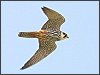 Hobby