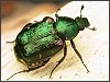 Noble Chafer