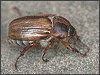 Summer Chafer
