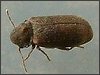 Woodworm Beetle